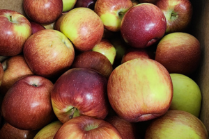 Close up of multiple apples
